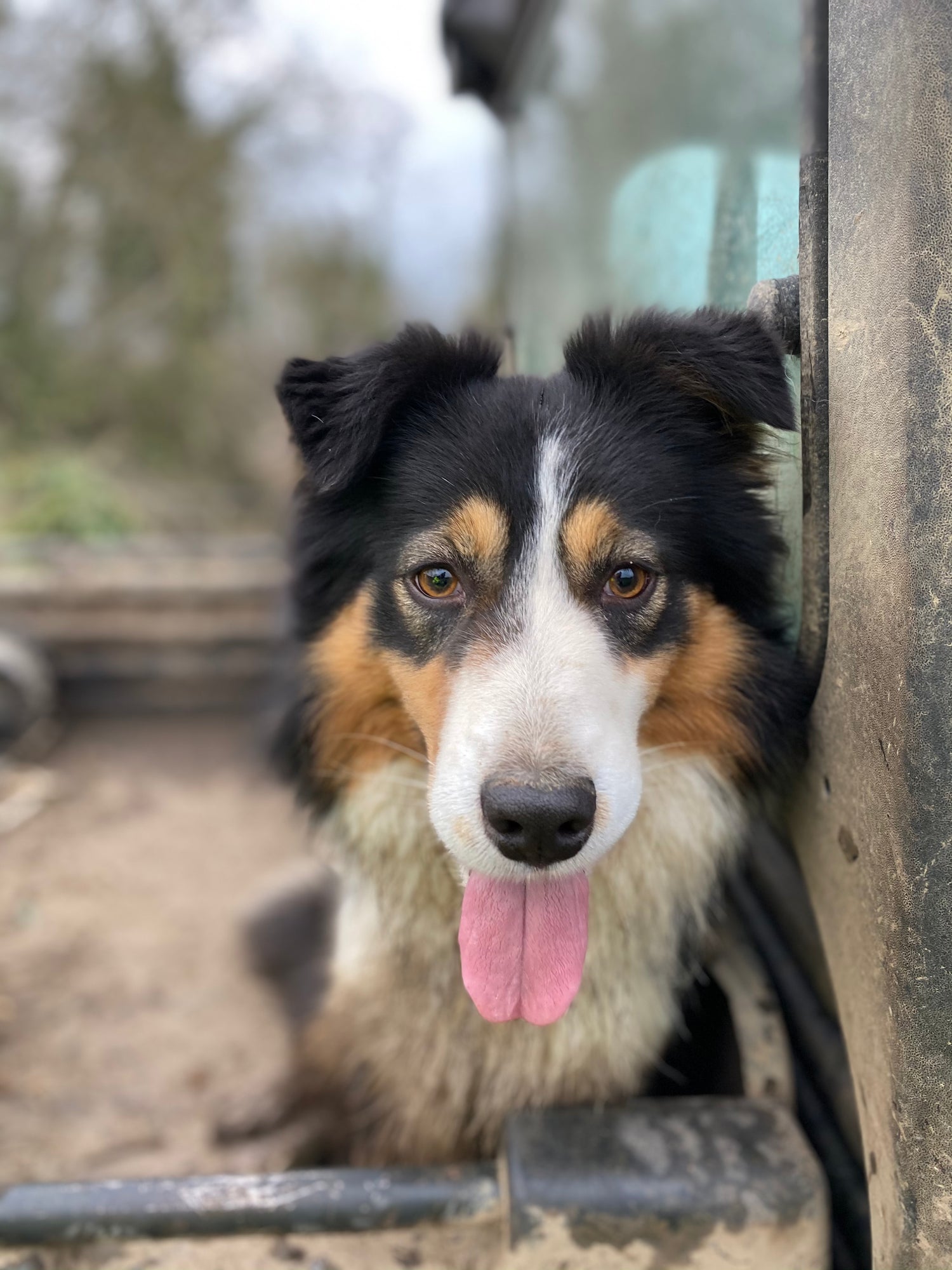 one of the working collie dogs called Ted on rathkennery farm