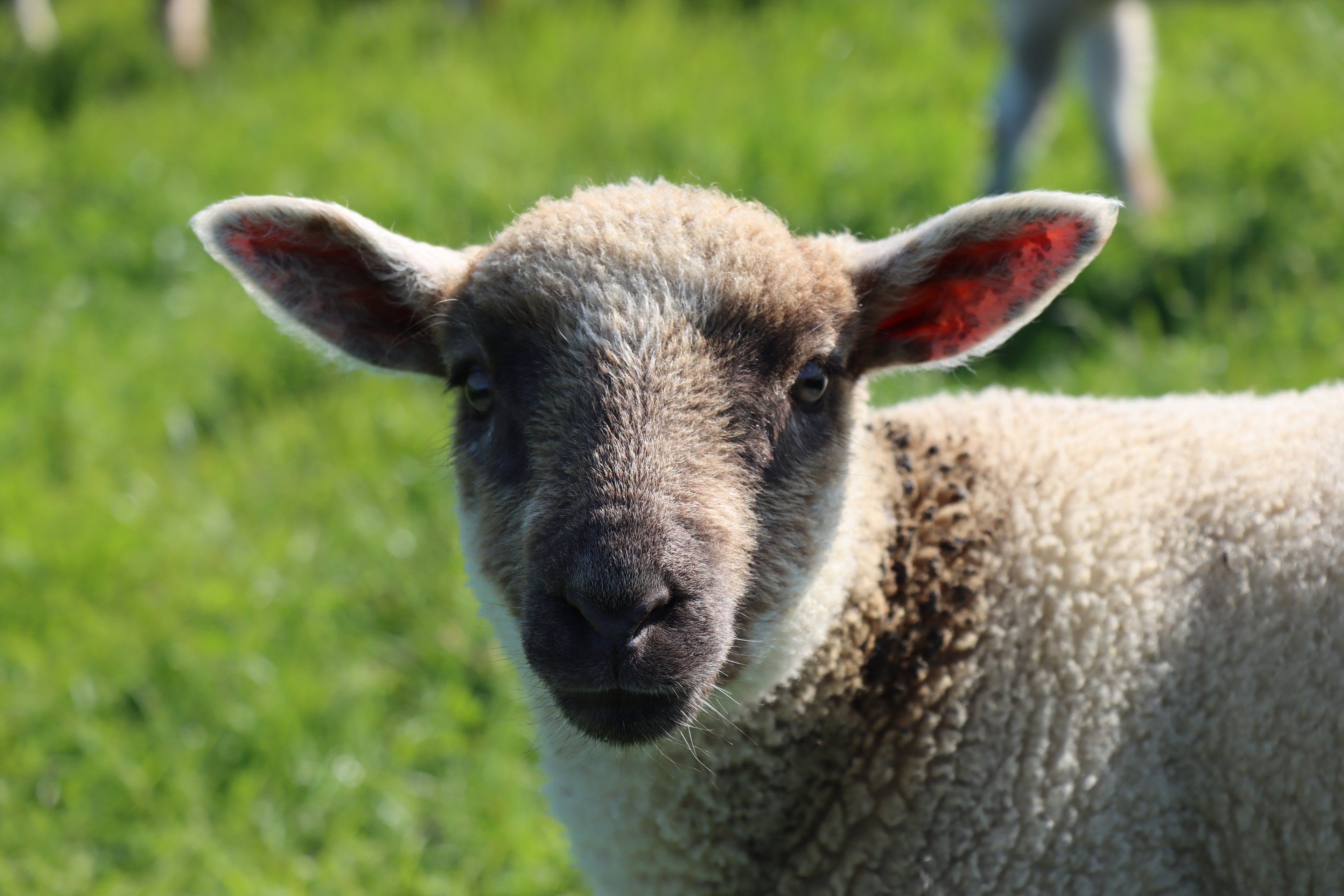 Healthy lamb in sunny grass field in Ireland, on Rathkennery Farm. All our beef and lamb meat is sustainably reared, 100% grass finished.