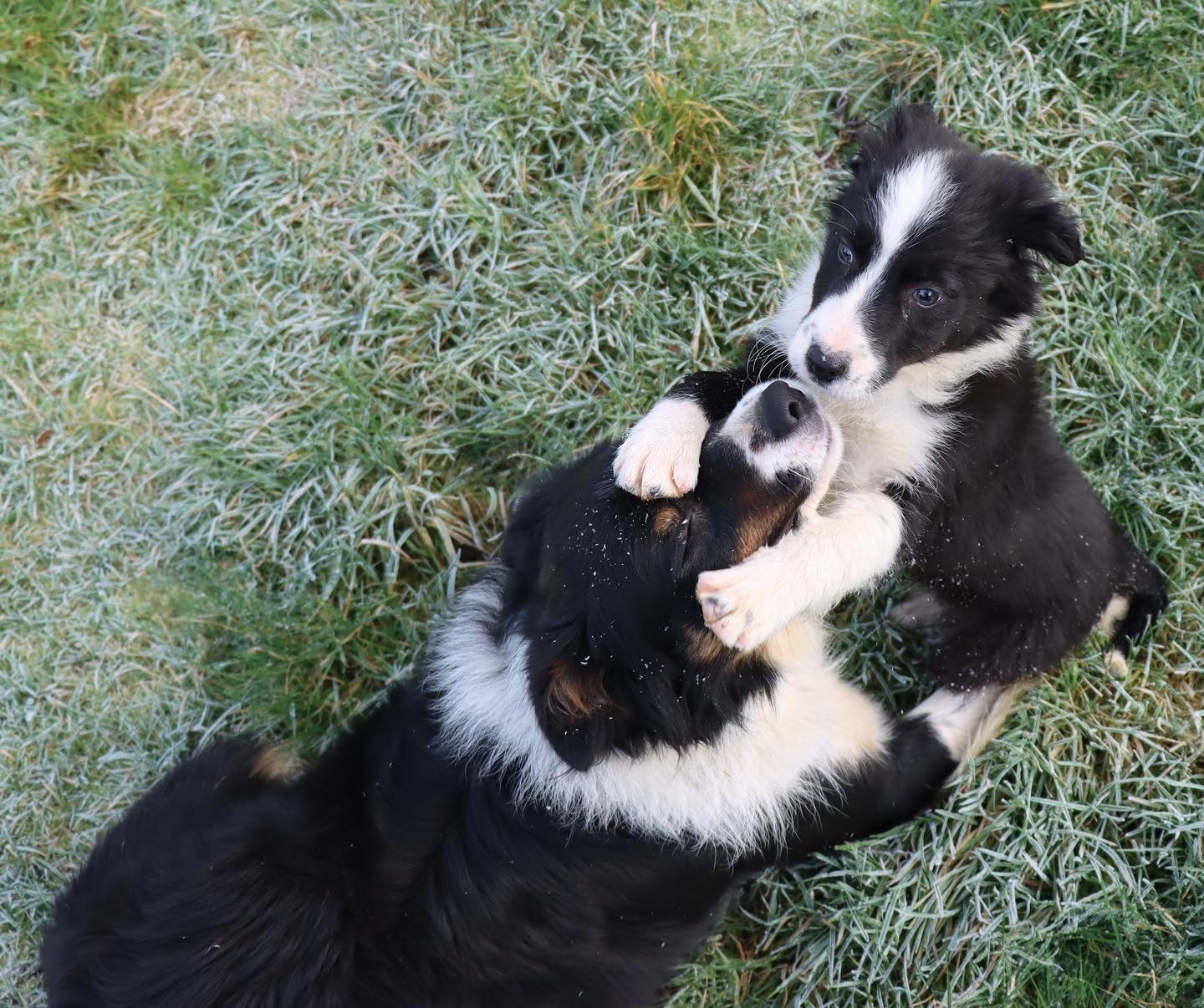 two collie puppies playing with each other on rathekennery farm