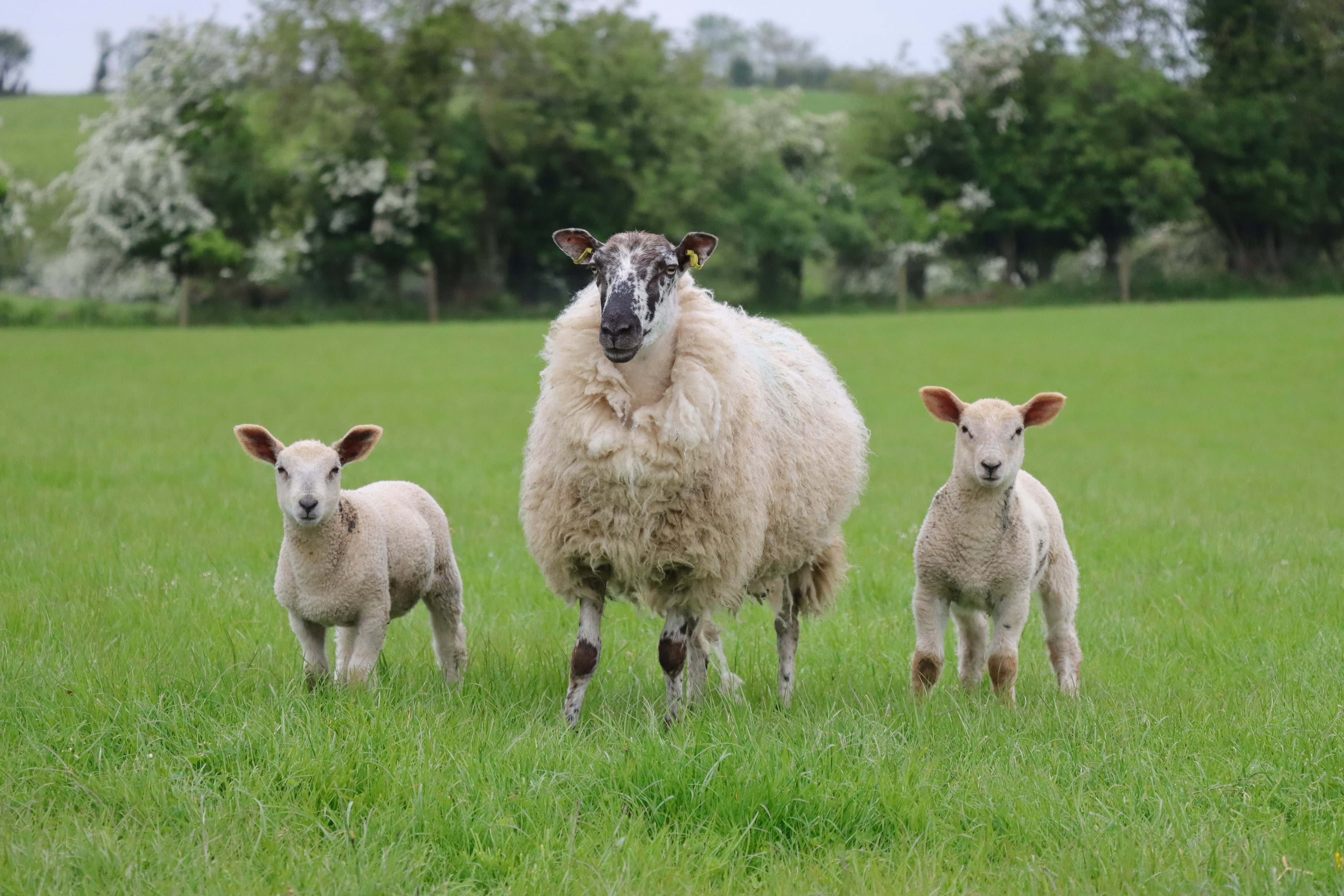 Sheep and lams in grass on rathkennery farm