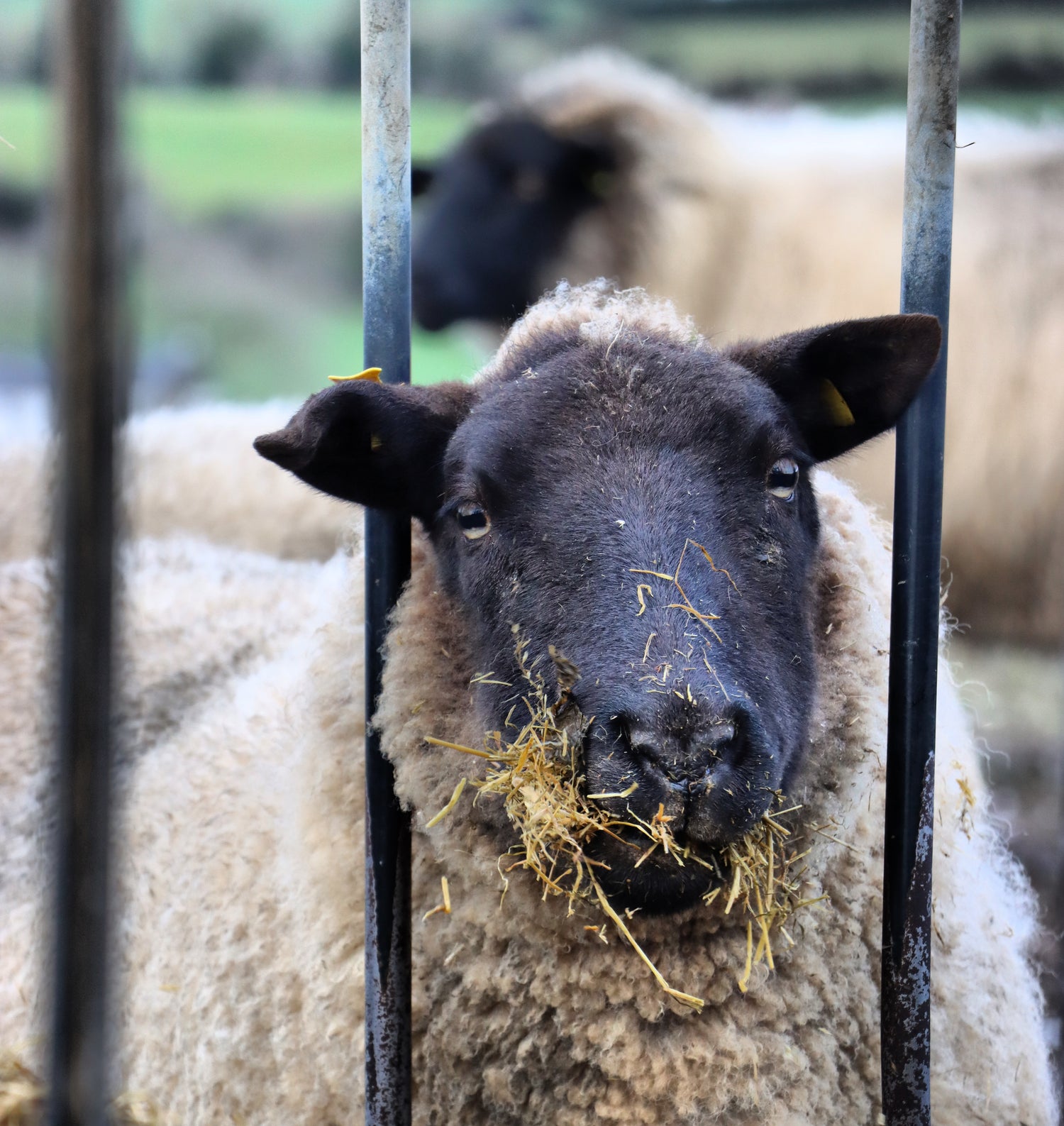 Sheep easting silage on rathkennery farm in winter