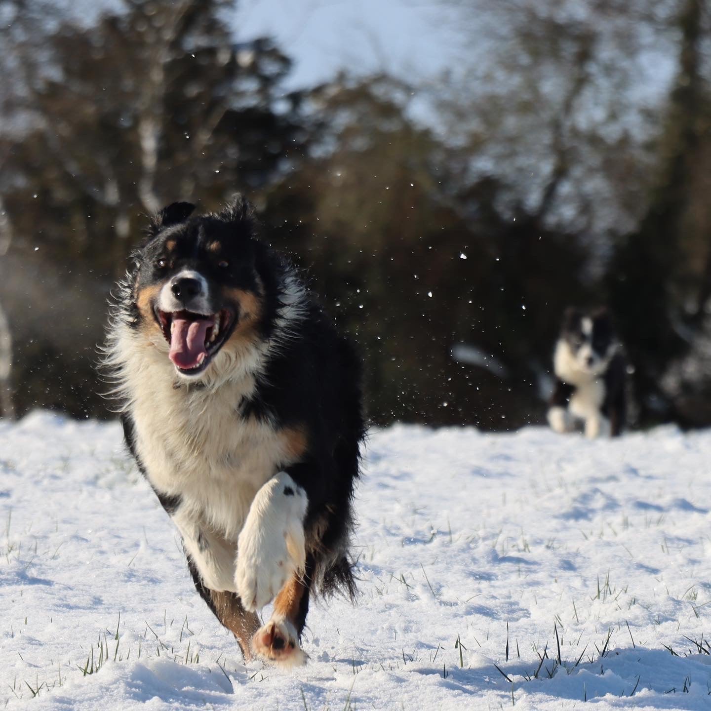 one of the working collie dogs called Doc on rathkennery farm 