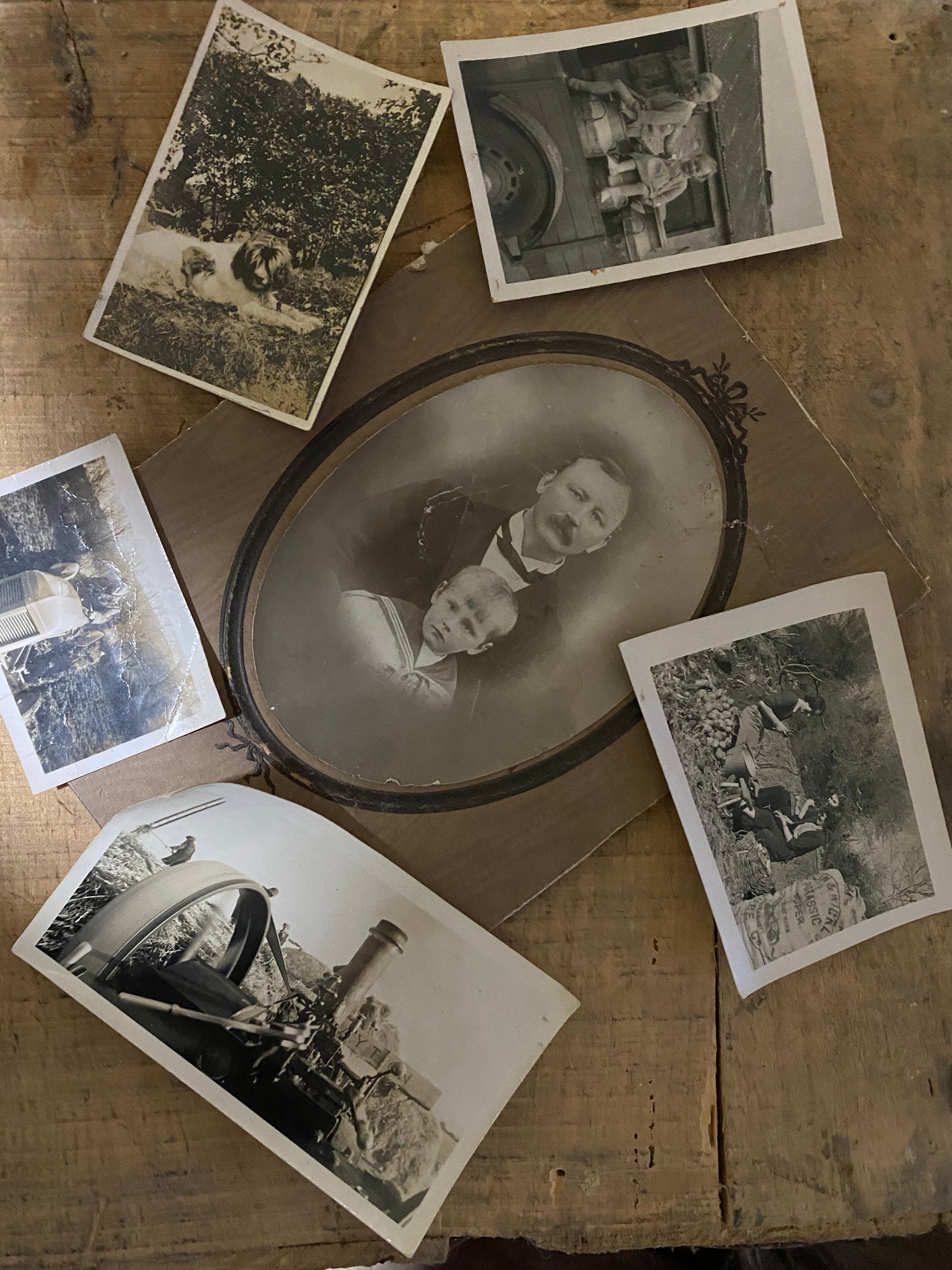 Vintage photos of rathkennery farm, tractor, potatoes, dog 