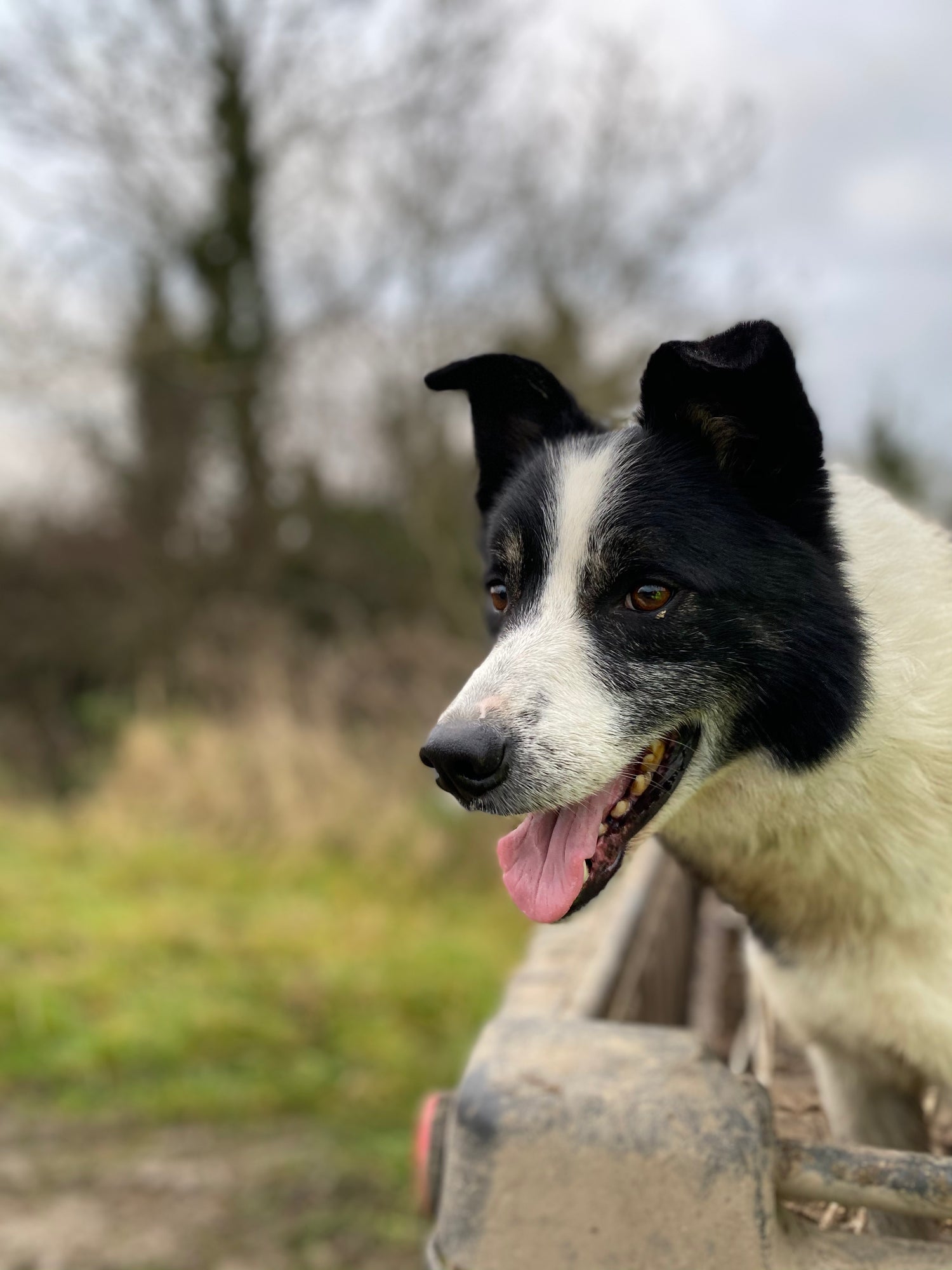 one of the working collie dogs called rex on rathkennery farm 