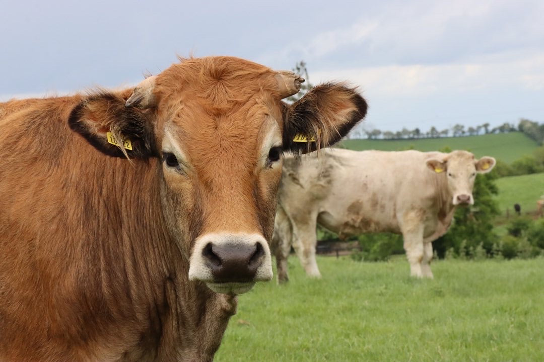 Two grass-fed cattle in green field in Ireland at Rathkennery Farm. All our beef and lamb meat is sustainably reared, 100% grass finished. 