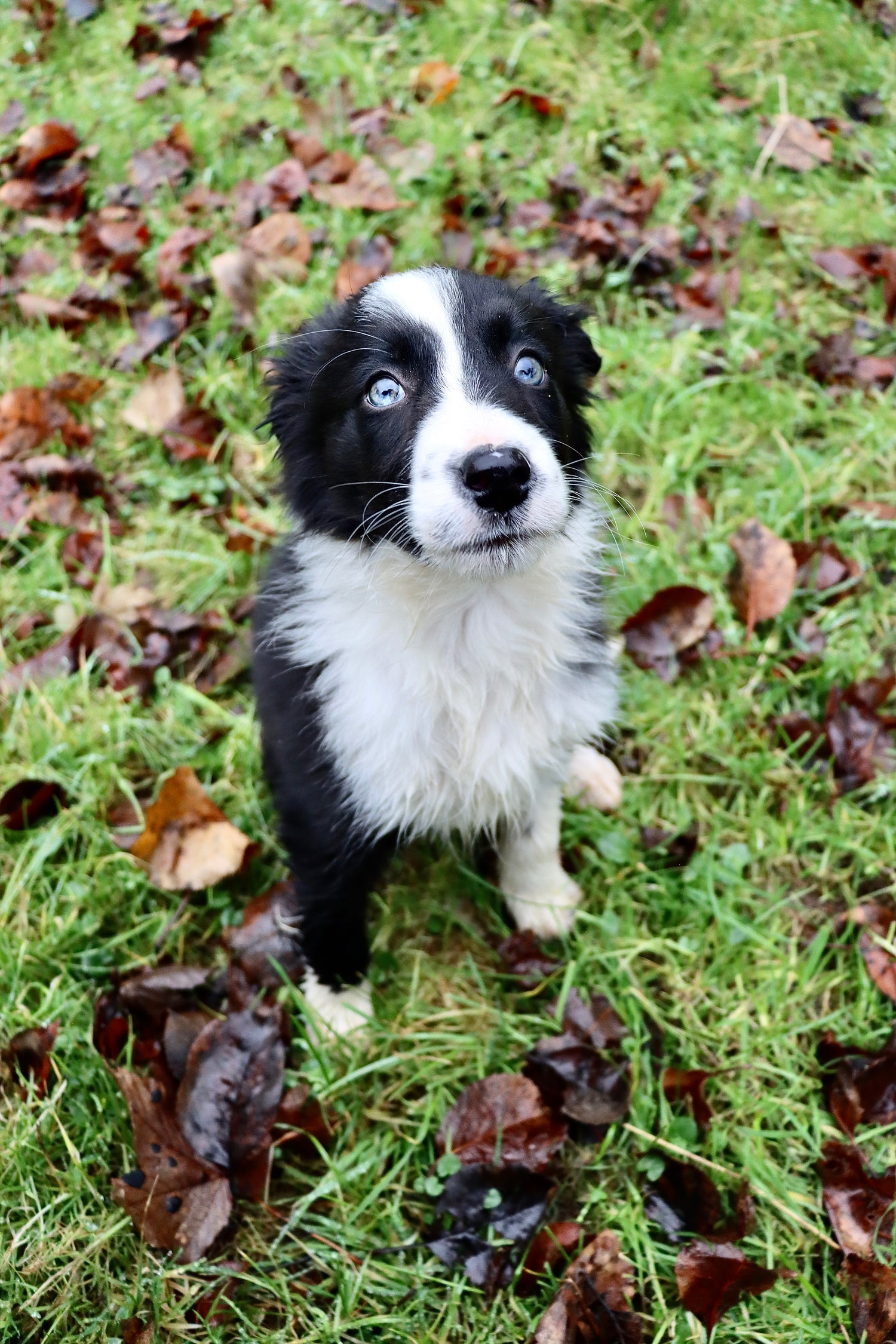 one of the working collie dogs called Bo on rathkennery farm 