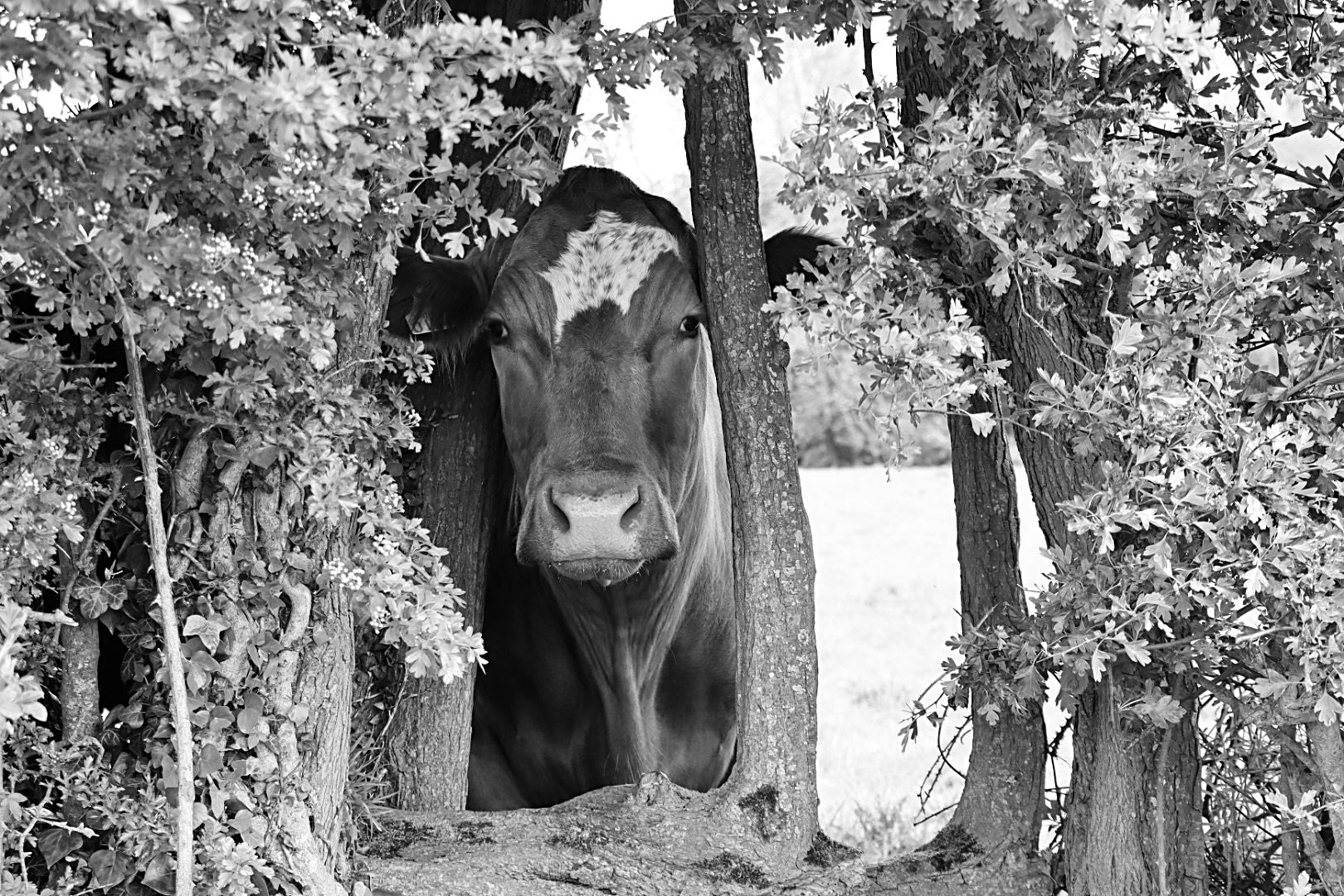 Black and white photo of cow in-between trees on rathkennery farm