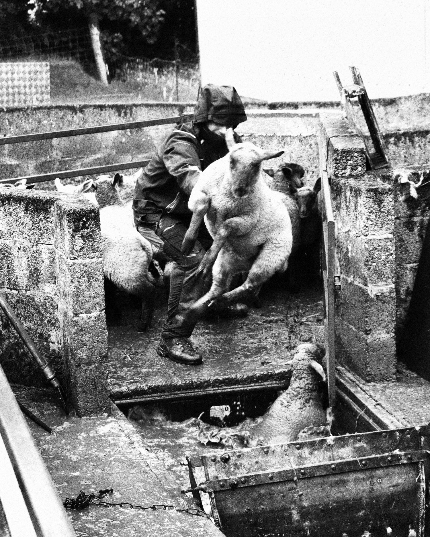 farmer dipping lamb at rathkennery farm 