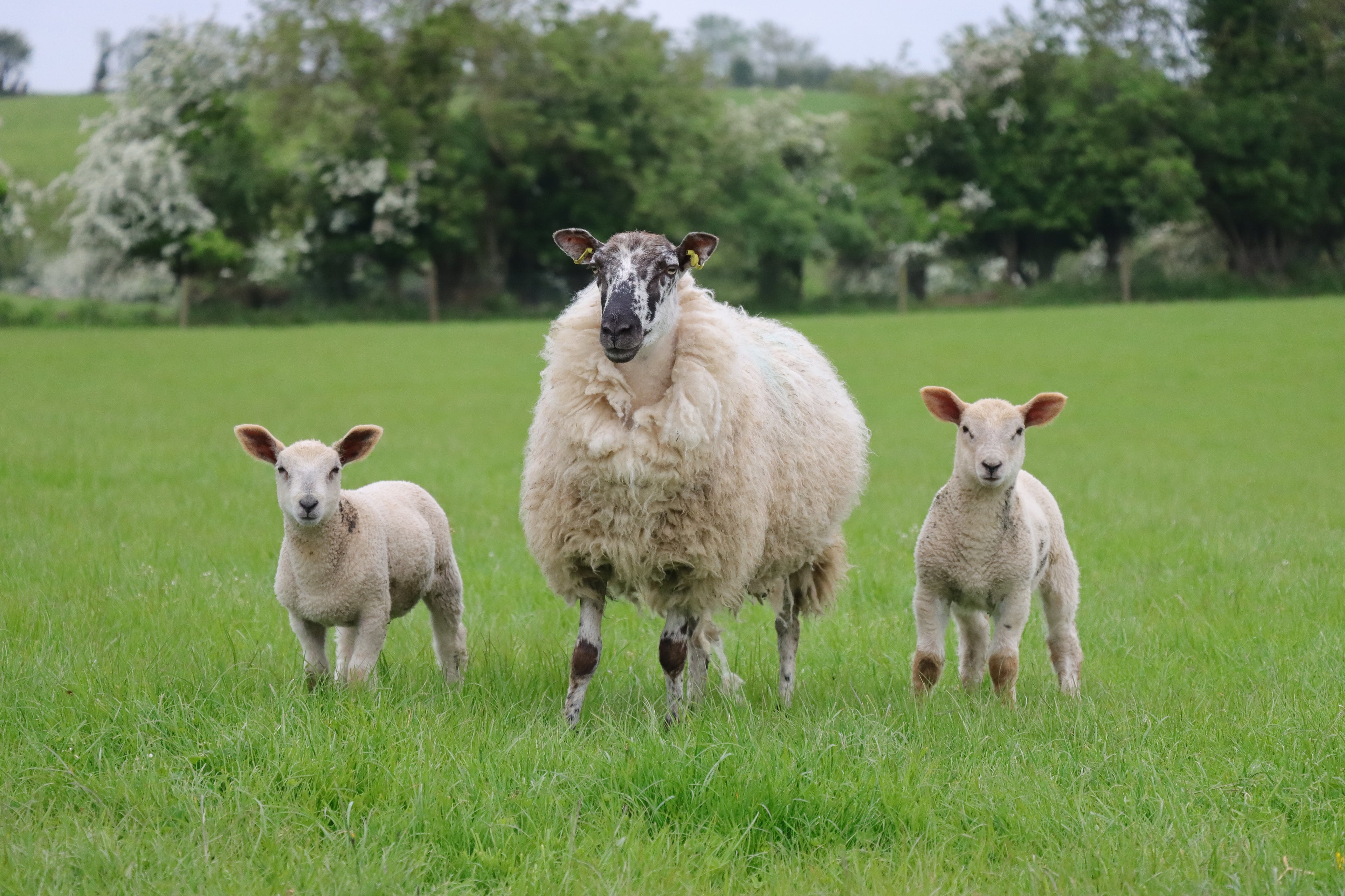 Sheep and lams in grass on rathkennery farm 