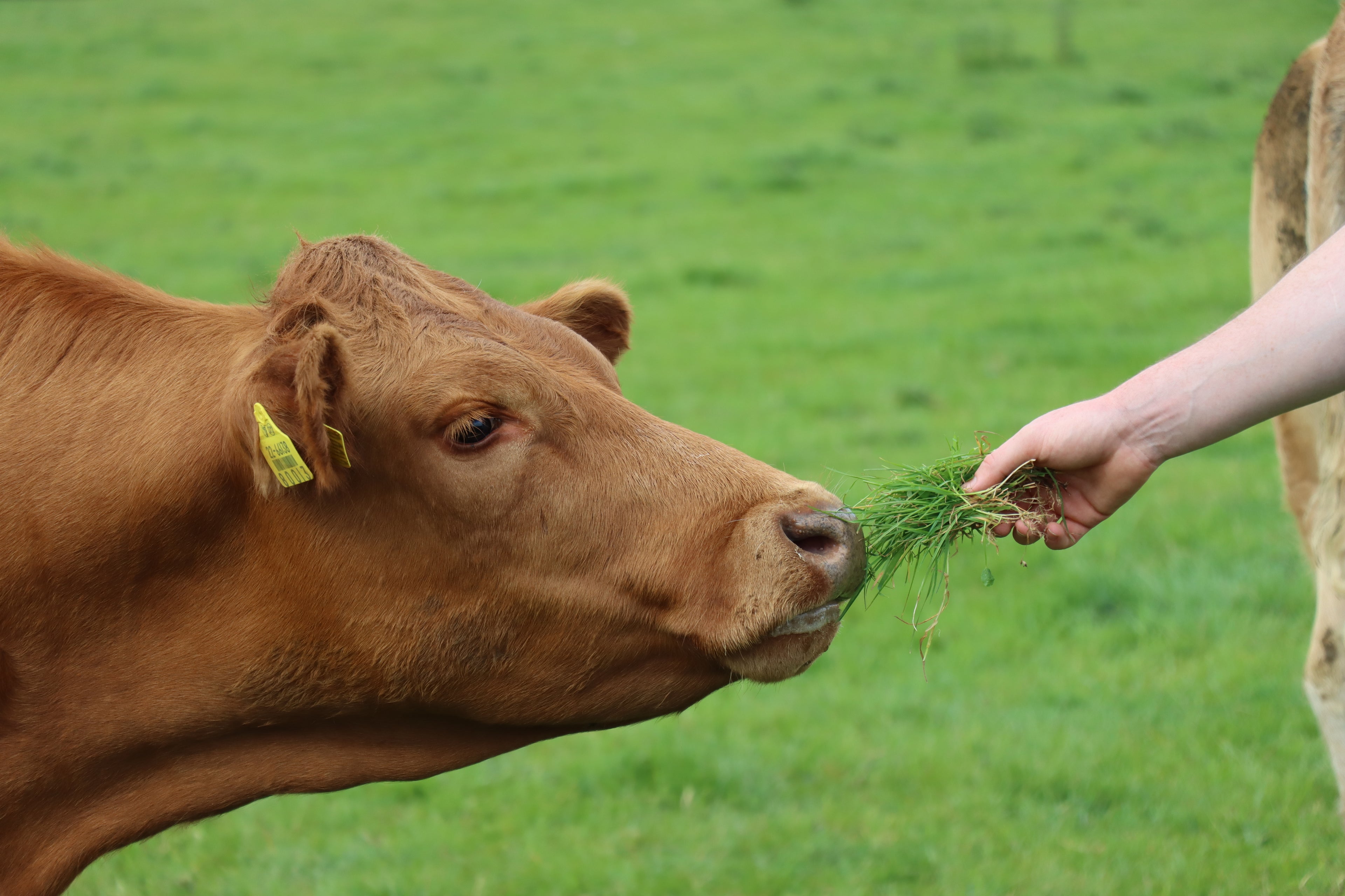 feeding the cattle grass by hand on rathkennery farm ireland 