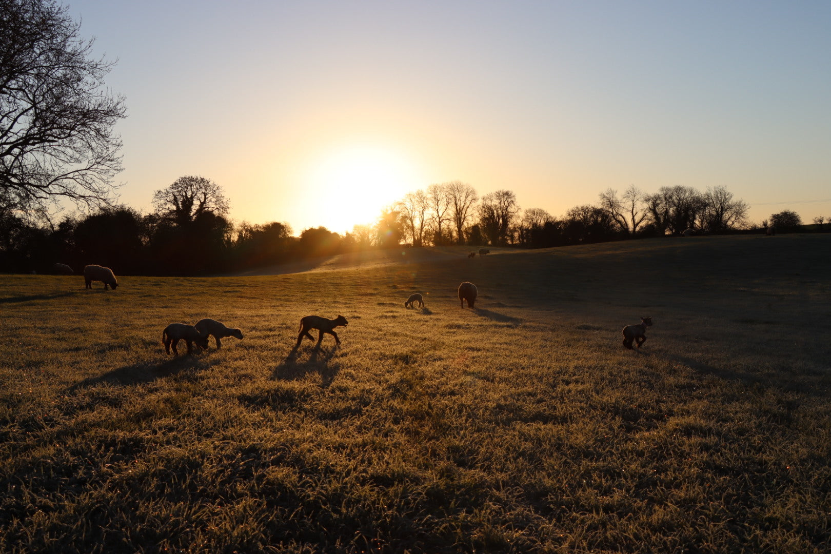 lambs and sheep standing in field on rathkennery farm while the sun rises 